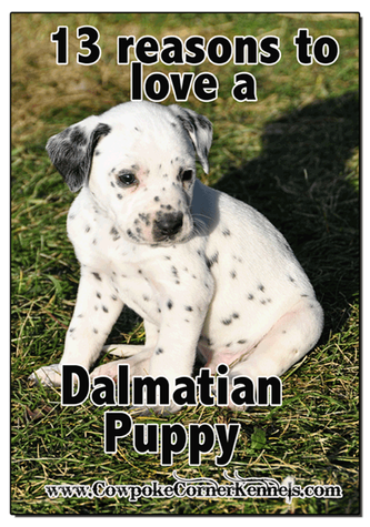 13-reasons-to-love-a-Dalmatian-puppy