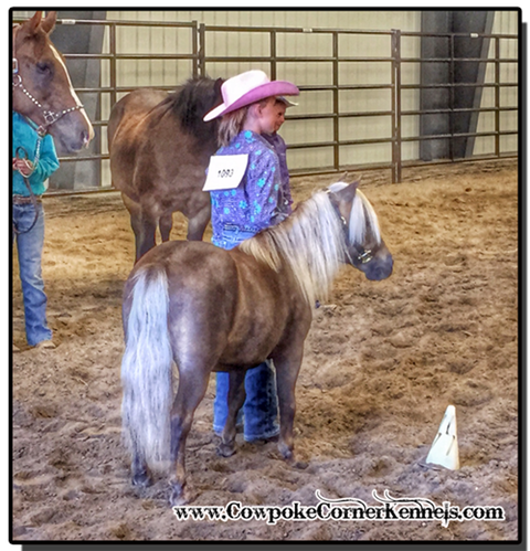 4-H-horse-show