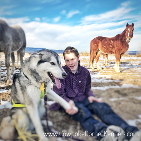 Aiden-and-sled-dog 5042