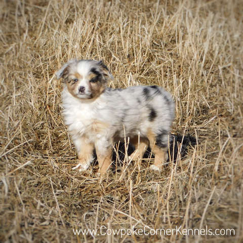 Akeela-Mini-aussie 6999