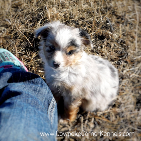 Akeela-Mini-aussie 7007