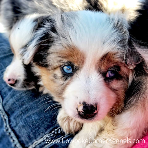 Ares-Mini-aussie 6874