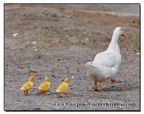 Baby-ducks 0234