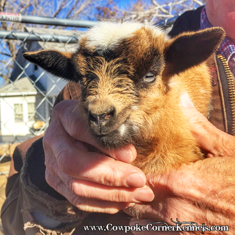 baby-goat-2