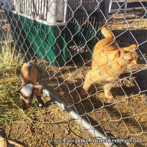 baby-goat-and-cat