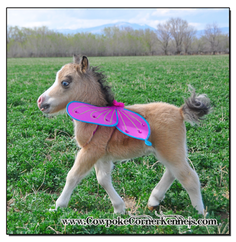 Baby-mini-horse-with-wings 0883