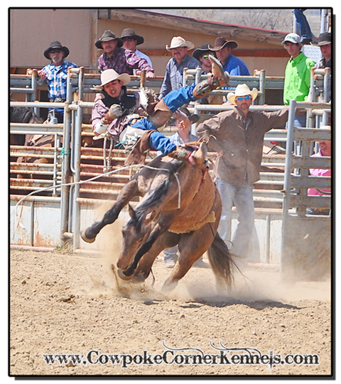 Bareback-buck-off 0050