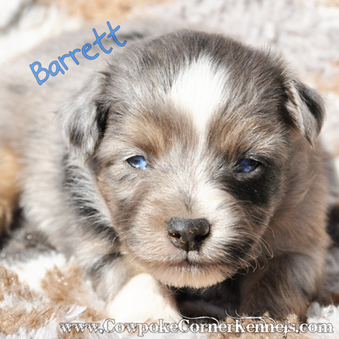 Barrett-mini-aussie 0626