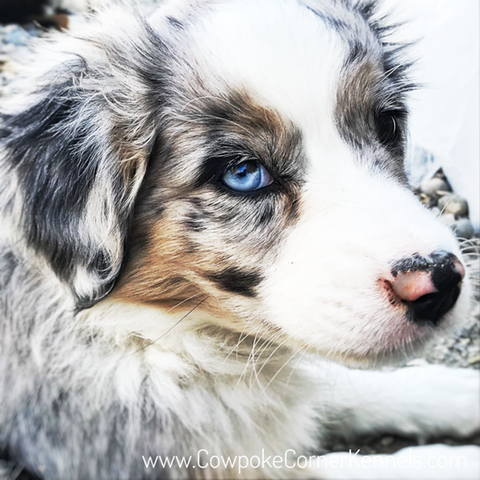 Belle-Mini-Aussie 3223