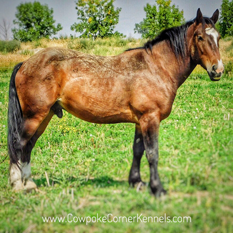 Billy-Bold-Face-bucking-horse 8827