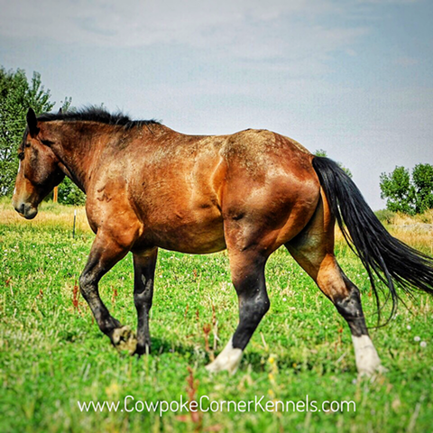 Billy-Bold-Face 8817