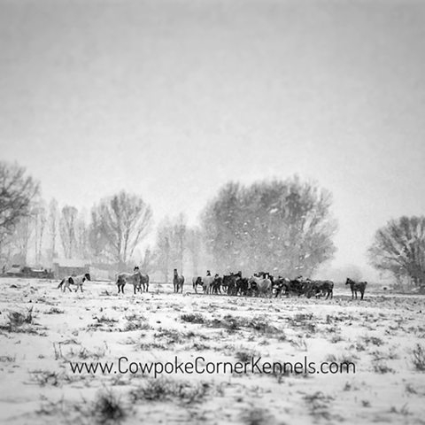 Black-and-white-horses 0040