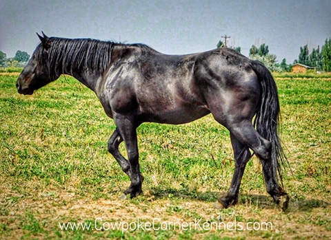 Black-bucking-horse 8820