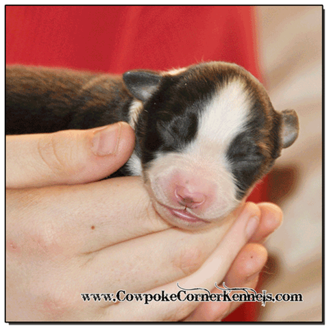 Black-tri-male-miniature-australian-shepherd 0353