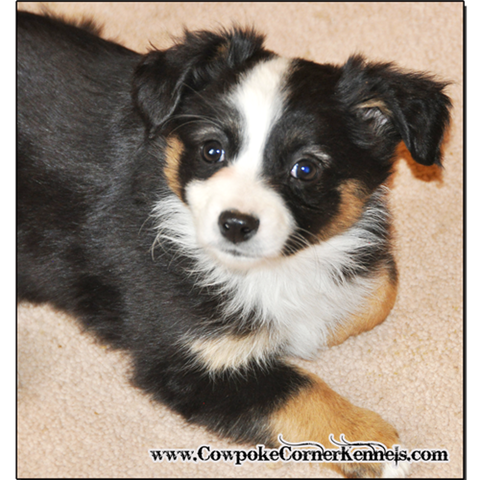 Black-tri-mini-aussie 0128