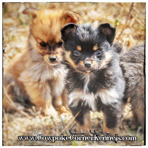 Black-tri-pomeraussie