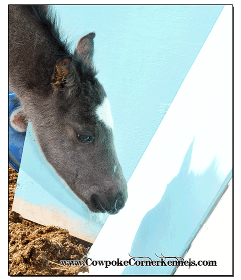 Blue-filly 0085