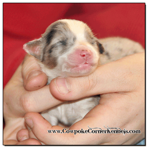 Blue-Merle-Female-miniature-australian-shepherd 0305