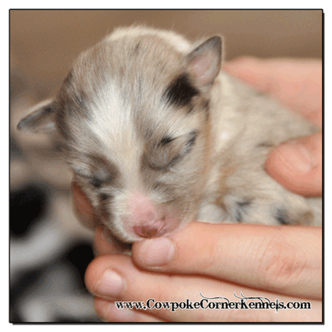 Blue-merle-male-miniature-Australian-Shepherd 0365
