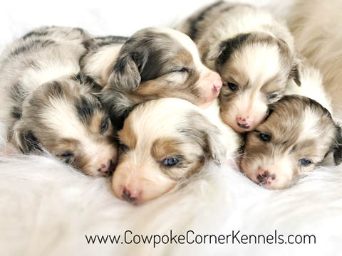 Blue-Merle-Miniature-Australian-Shepherds 5501