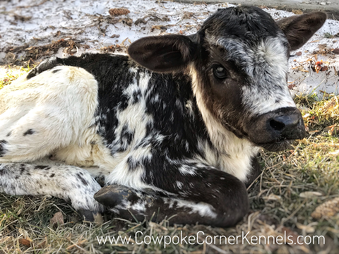 Brahma Calf 2477