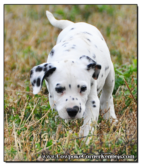 Bronco-Dalmatian 0585
