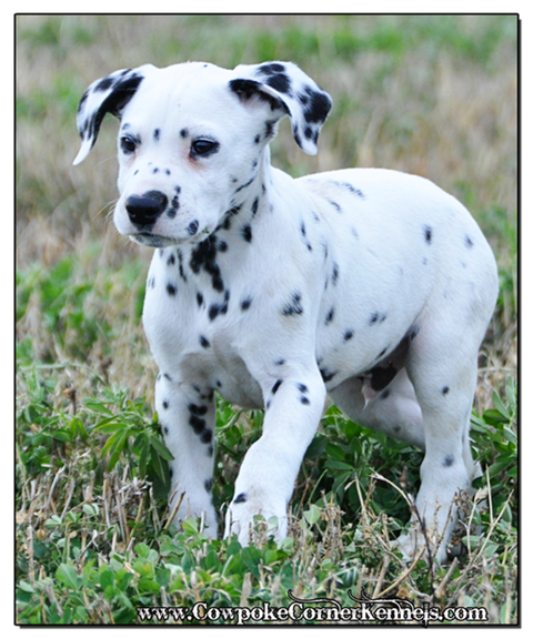Bronco-Dalmatian 0626