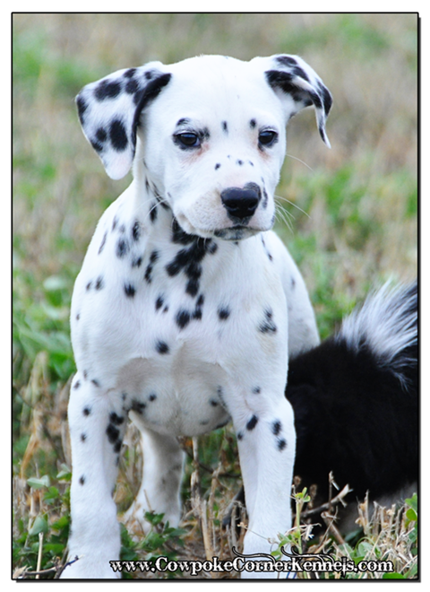 Bronco-Dalmatian 0629