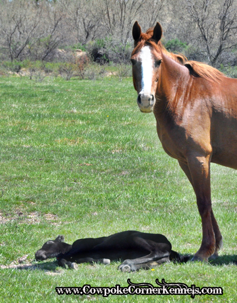 Bucking-horse-baby 0871