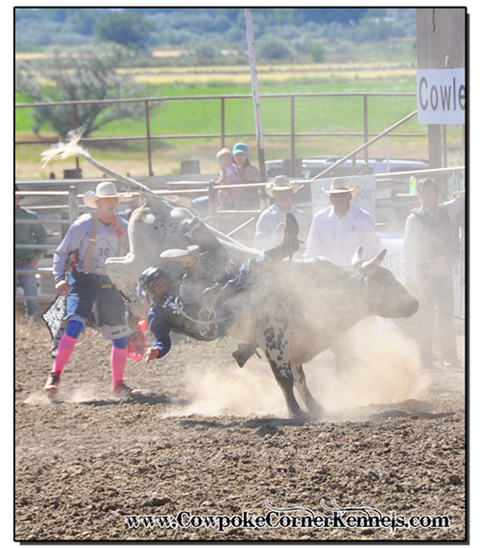 Bull-riding 0699