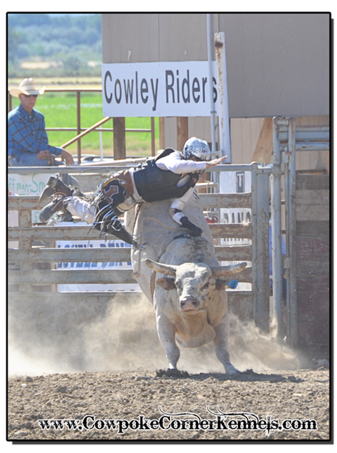 Bull-riding 0786