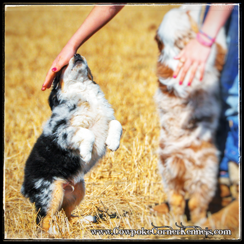 bull-toy-aussie