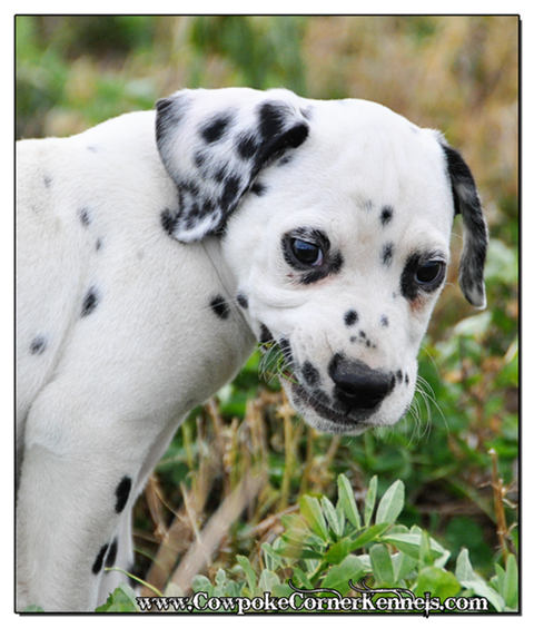 Bullseye-Dalmatian 0566