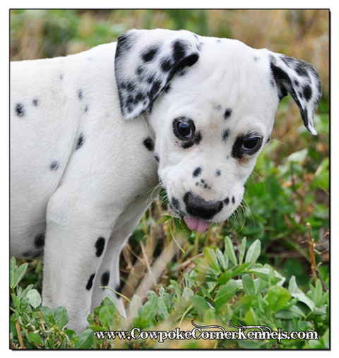 Bullseye-Dalmatian 0567