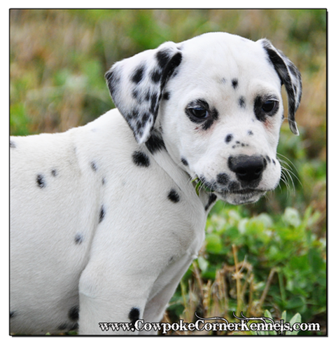 Bullseye-Dalmatian 0571