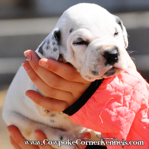 Chief-dalmatian-puppy 0994