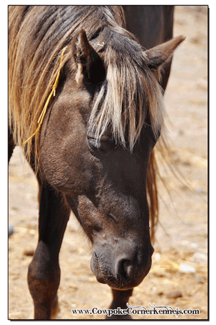 Chocolate-Palomino-pony 0047