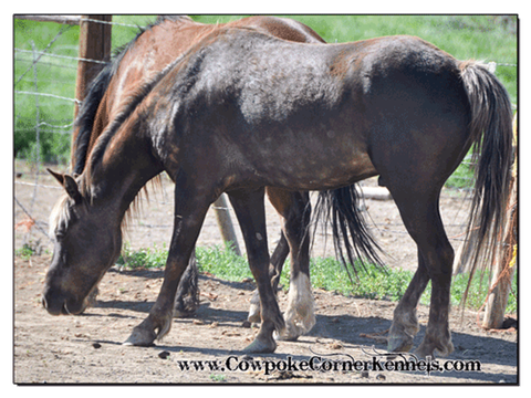 Chocolate-palomino-Pony 0740