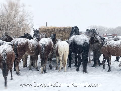 Cold-and-snowy-chores 6121