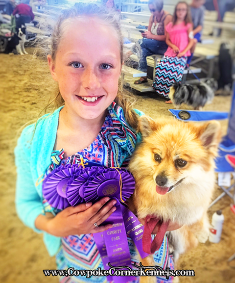 County-Fair-Dog-show