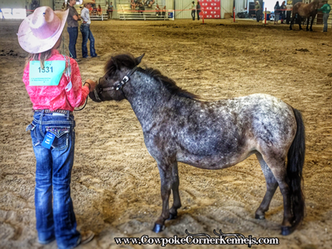 County-Fair-Horse-show