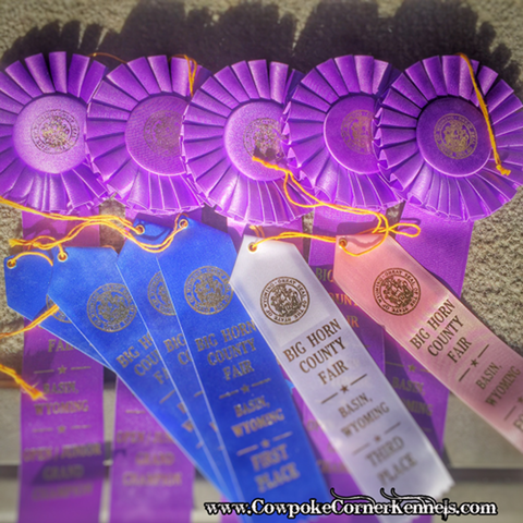 county-fair-ribbons