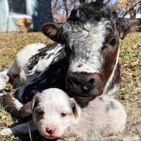 Cowpoke Corner Calves 2014-2