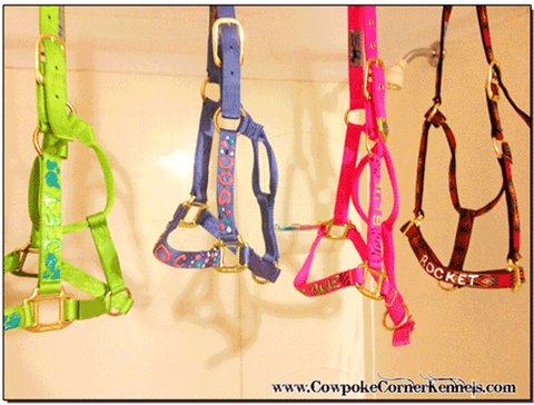 Custom-Halters 5708