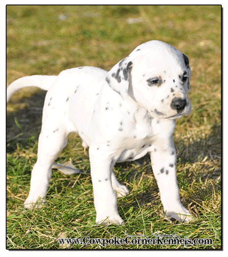 Cute-Dlamatin-Puppy-for-sale 1479