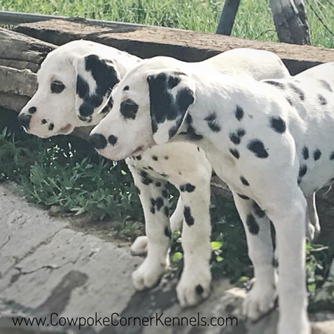 Dalmatian-puppies2