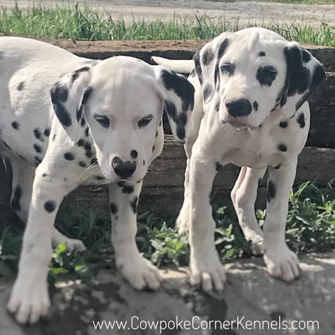 dalmatian-puppies3