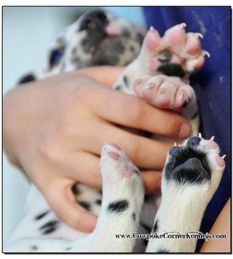 Dalmatian-Puppy-toes 1591