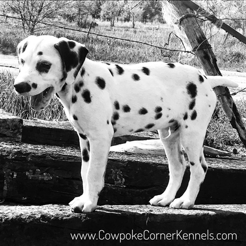 dalmatian-puppy2