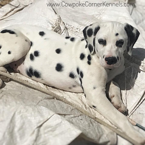 dalmatian-puppy5
